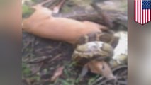 Hunter shoots massive python to free deer from reptile’s death grip