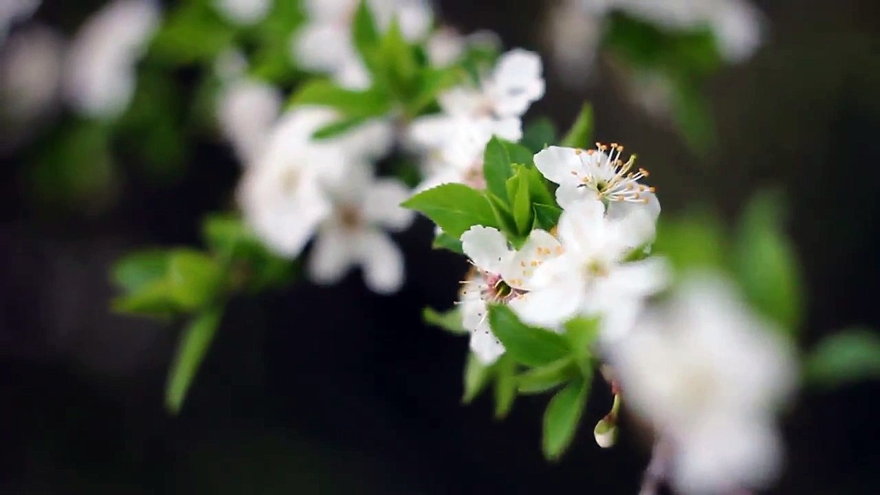 Helios 44-2 manual lens test - 6