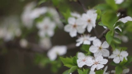 Helios 44-2 manual lens test - 6