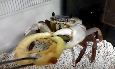 Un crabe bouffe une grosse tranche d'oignons !