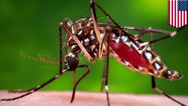 快做筆記！六招有效預防茲卡病毒