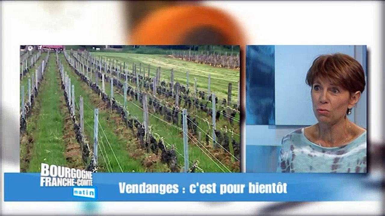 Comment s'annoncent les vendanges ?