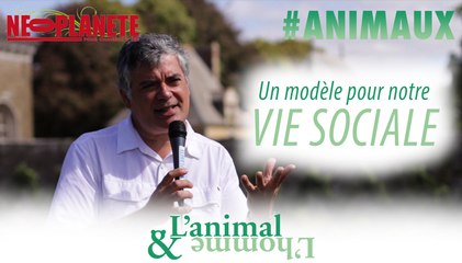 [L'animal&L'homme] L’animal, un modèle pour notre vie sociale ?