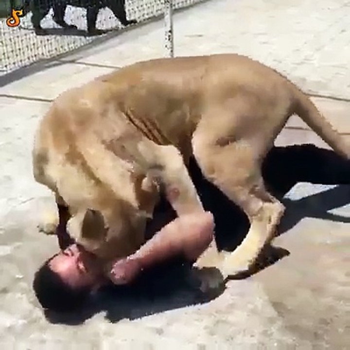 O reencontro entre um leão e o seu "amigo" que revela as saudades que tinham um pelo outro