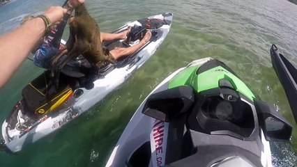 En Jet Ski, il sauve un bébé wallaby d'une noyade certaine