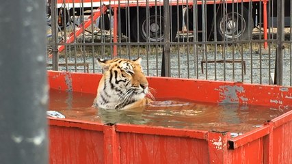 Un bain pour les tigres, du foin pour les autres