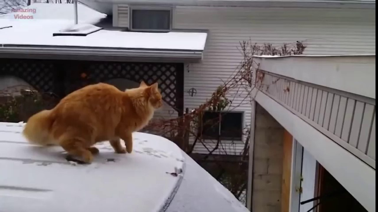 Funny Cat Jump Fail