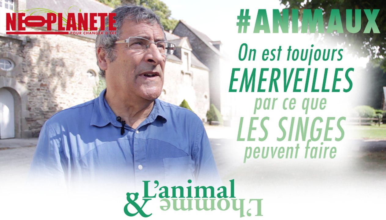 [L'animal&L'homme] On est toujours émerveillé par ce que les singes peuvent faire !