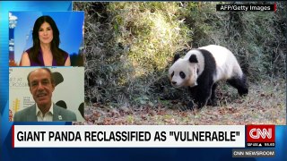 Giant panda no longer endangered-9Ej4b4Wt0vQ