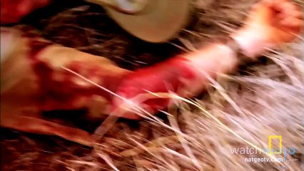 En Tehlikeli 10 Hayvan