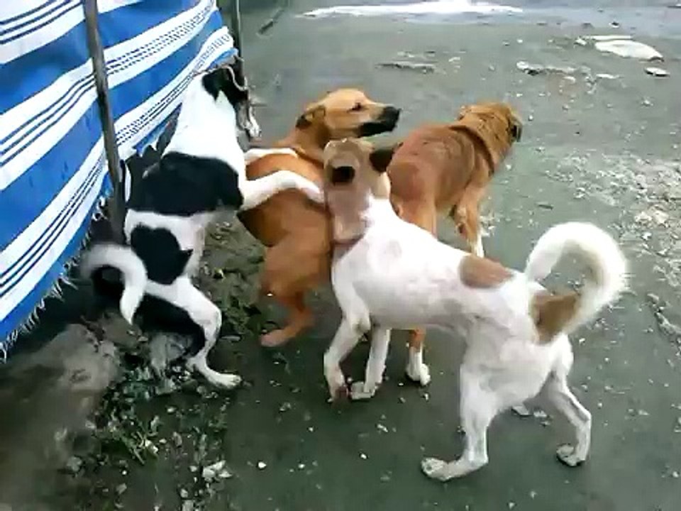 Dog Mating - Who's gonna stucked 3 male-1 female