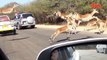 Cheetah Chases An Impala Into A Tourists Car Pretty Wild Footage