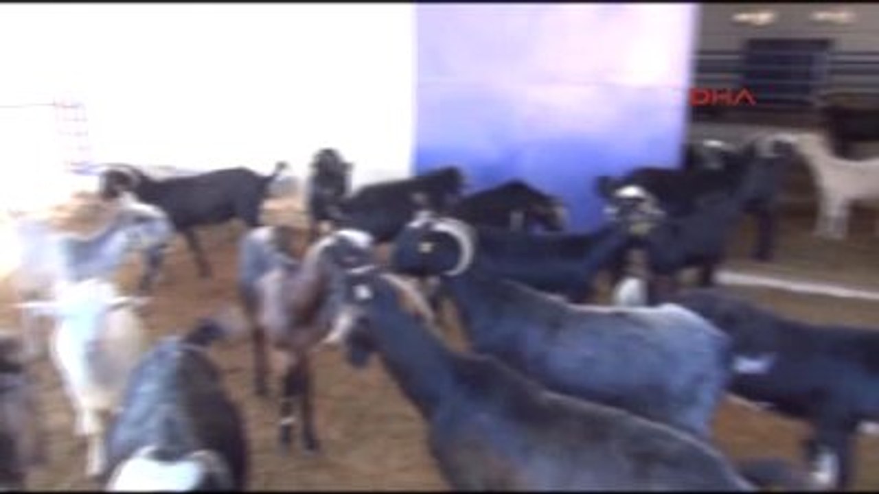 Burdur Makü'de Honamlı Keçileri Satışa Sunuldu