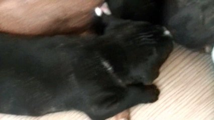63ème vidéo  STAFFORDLAND Chiot n°3 mordille les pattes de Maman