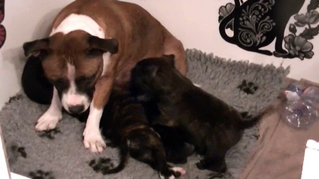 64ème vidéo Chiots avec leur Maman de STAFFORDLAND