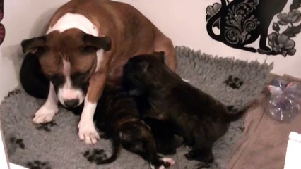 64ème vidéo  Chiots avec leur Maman de STAFFORDLAND