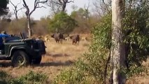 Así fue cómo unos búfalos intentaron atacar a una manada de leones