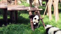 PANDAS PLAYING ★ Funny Panda VIDEOS [Funny Pets]