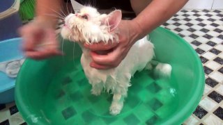 Cat In Bath So Cute | Funny Cat In Bath Saying No | MeoCover Home