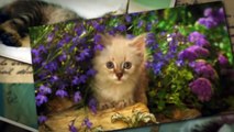 Cute baby kittens cat videos pictures of funny cats Too Cute!  2016