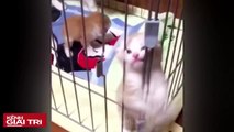 Funny cats videos try not to laugh, Lustige katzen videos zum totlachen, Videoclipuri amuzante