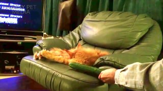 Cat VS Cucumber  (HD) [Funny Pets]