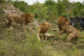 Male Lions Vs Male Lion - Who win this Fight??