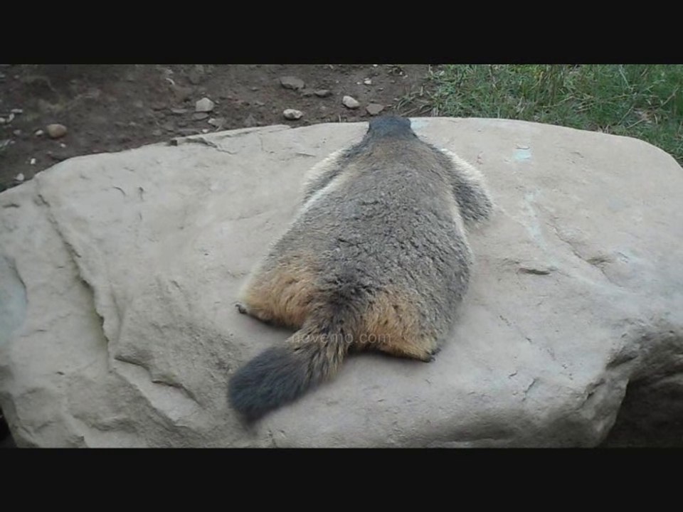 Essayez de Dormir ? l'heure de la sieste ?- Moment de détente - Juste pour rire