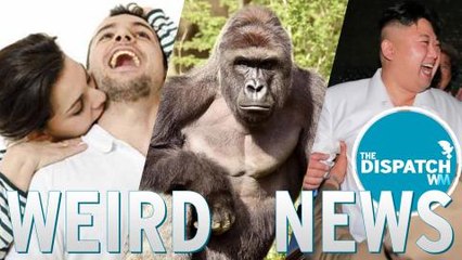 Harambe Spotted, Real Kiss of Death & N. Korea Missile Party: The Dispatch #34