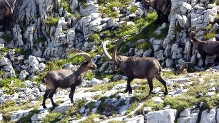 2016-09-03 au royaume des bouquetins