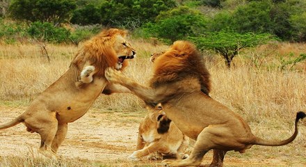 Lion vs Lions - An unexpected results