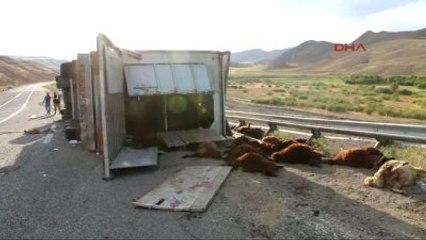 Iğdır Tır Devrildi, 200 Kurbanlık Koyun Telef Oldu
