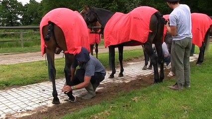 POLO APREMONT-SD 480p