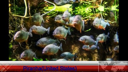 Top 5 posionous and dangerous fish