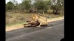 15 CRAZIEST Animal attacks Caught On Camera #2 Most Amazing Wild Animal Attacks Compilation