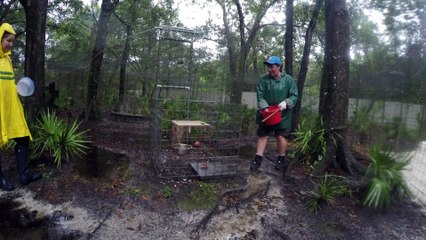 Big Cat Rescue Prepares For A Tropical Storm