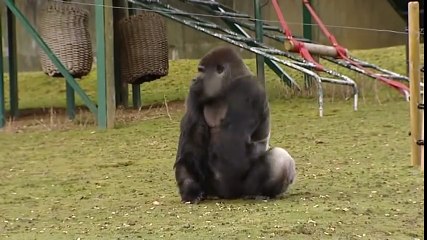 Et si ce gorille était en fait Bigfoot ? Les spécialistes s'interrogent, jugez par vous même !