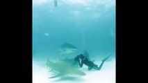 Il manque de se faire arracher la tête par un requin.