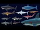Prehistoric Sharks - Featuring Megalodon - The Kids' Picture Show (Fun & Educational Learning Video)
