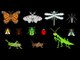 Insects - Animals Series - Bugs - The Kids' Picture Show (Fun & Educational Learning Video)