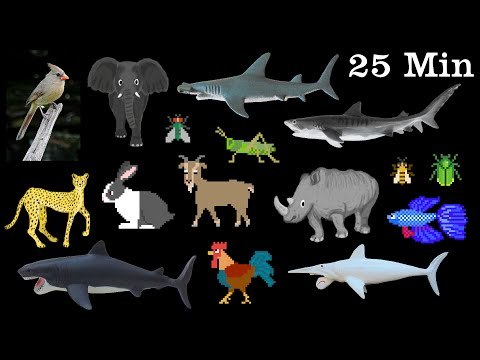 Animals Collection - Sharks, Farm Animals, Pets, Insects & More - The Kids' Picture Show