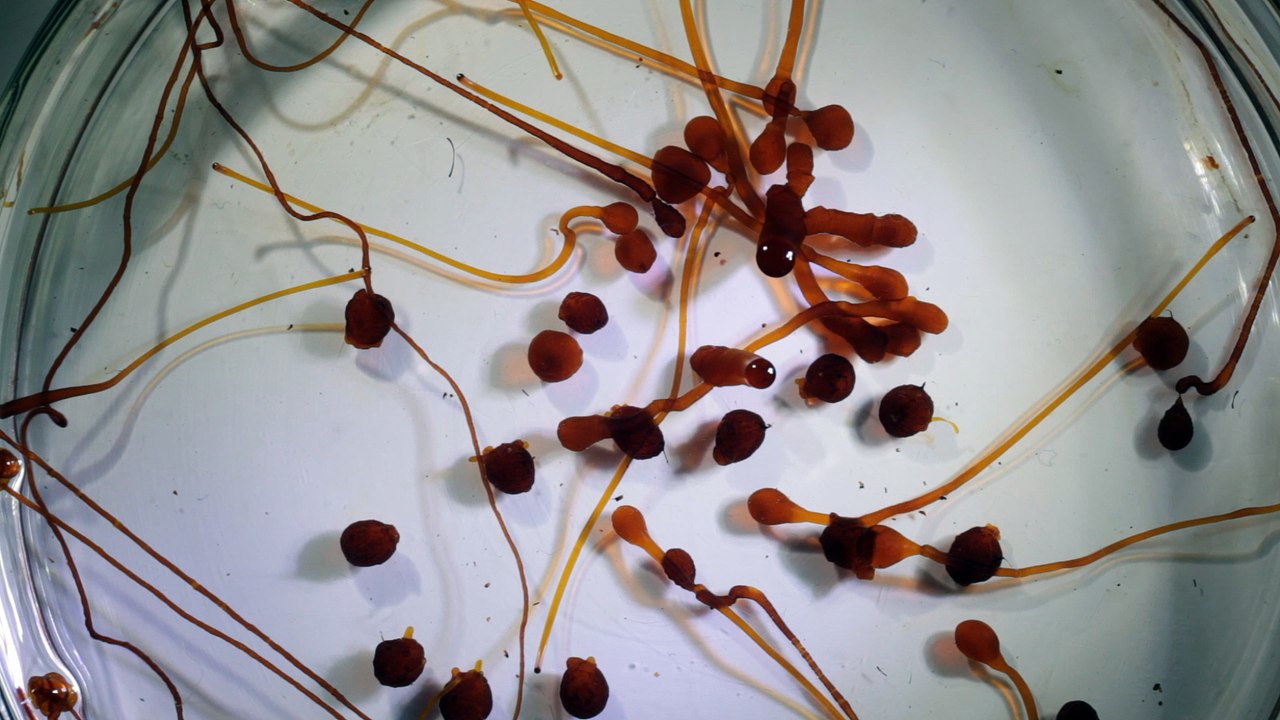 Osmotic Life