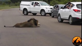 Lion Shows Tourists Why You Must Stay Inside Your Car