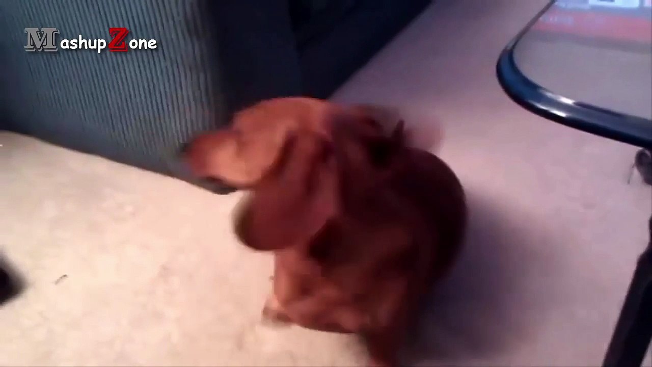 Talking Dogs - A Funny Talking Dog Videos Compilation 2016