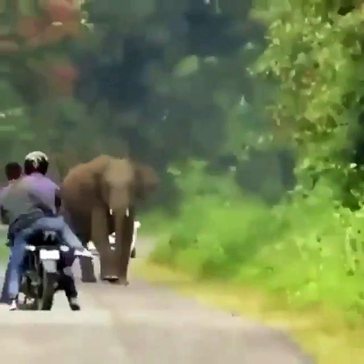 Elephant attack