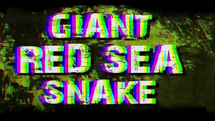 Giant Snake Caught in Red Sea