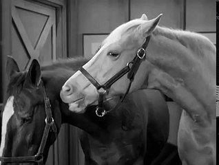 Mister Ed S5 | Ed The Godfather