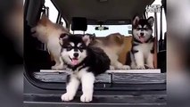 Watch adorable moment Alaskan Malamute litter hear music for the very first time & are very confused