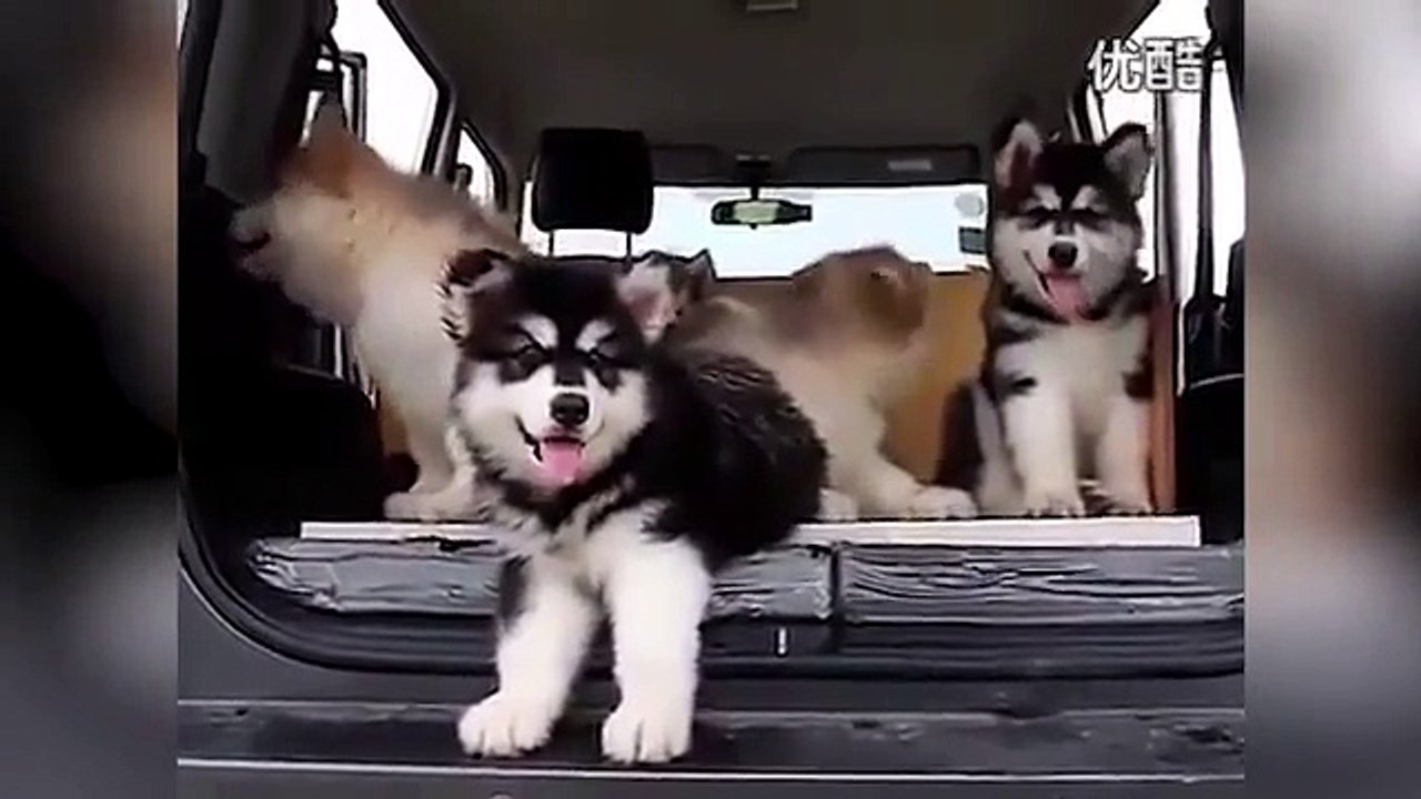 Watch adorable moment Alaskan Malamute litter hear music for the very first time & are very confused