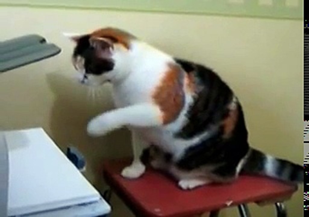 Ce chat remarque que l’imprimante avale le papier, ce qu’il fait ensuite... Sa réaction est hilarante, MDR...